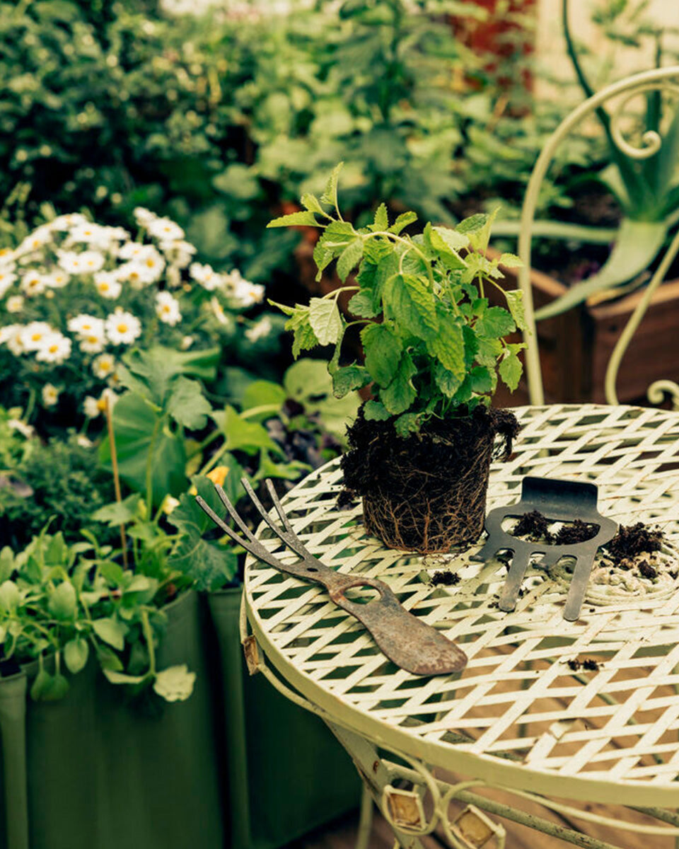 GARDEN FETISH TAUPE ガーデンフェティ トープ