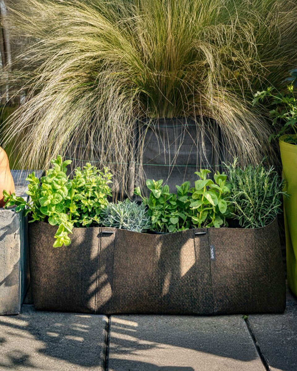 HUMUS GLOWING グローイング