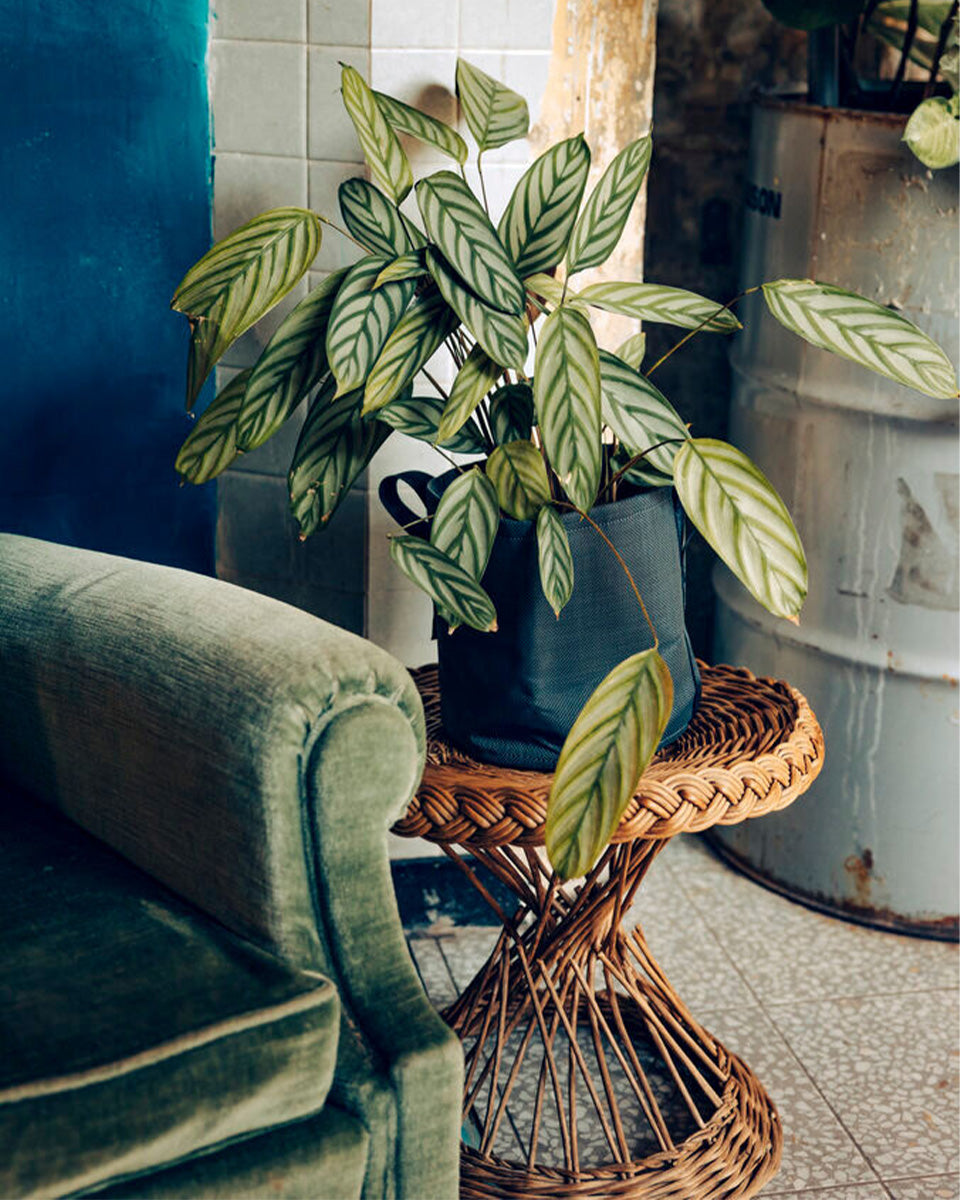 POT BATYLINE asphalte ポット バティライン アスファルト 10L