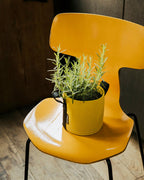 POT BATYLINE soleil ポット バティライン ソレイル 3L