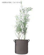 POT BATYLINE taupe ポット バティライン トープ 50L