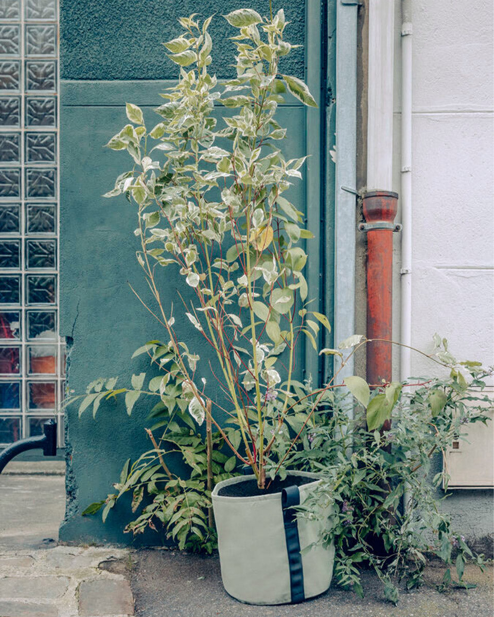 POT BATYLINE yucca ポット バティライン ユッカ 50L