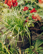 POT HUMUS ポット フムス 3L